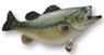 Thumbnail image for Fishing Club meeting postponed!